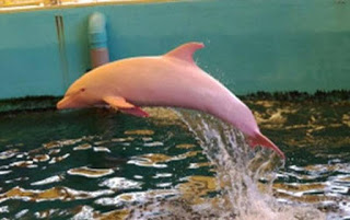 Δελφίνι αλμπίνο γίνεται… ροζ όταν αλλάζει η διάθεσή του - Φωτογραφία 1
