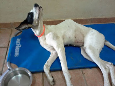 Κακοποιήθηκε βάναυσα σκυλάκι στη Λαμία - Φωτογραφία 3