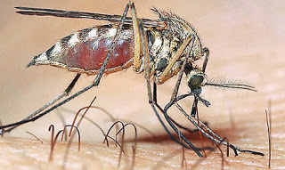 Κύπριος επιστήμονας ανακάλυψε νέα θεραπεία κατά της ελονοσίας... - Φωτογραφία 1