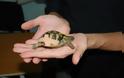 Πρώτες βοήθειες για χερσαίες χελώνες από το Ε.Κ.Π.Α.Ζ. - Φωτογραφία 2