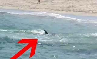 Το πιο «σατανικό» δελφίνι του κόσμου που επιτίθεται σε κολυμβητές [video] - Φωτογραφία 1