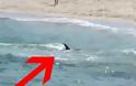 Το πιο «σατανικό» δελφίνι του κόσμου που επιτίθεται σε κολυμβητές [video]