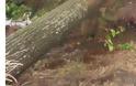 Ξηλώθηκαν στέγες, ξεριζώθηκαν δέντρα - Τρελάθηκε ο καιρός Αυγουστιάτικα - Φωτογραφία 1