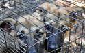 Μαζεύουν αδέσποτα από την Πάτρα και τα στέλνουν στη Γερμανία - Περίπου 500 ευρώ η τιμή κάθε σκυλιού