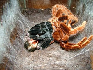 OMG! Η μεγαλύτερη αράχνη στον κόσμο... [Photos] - Φωτογραφία 1