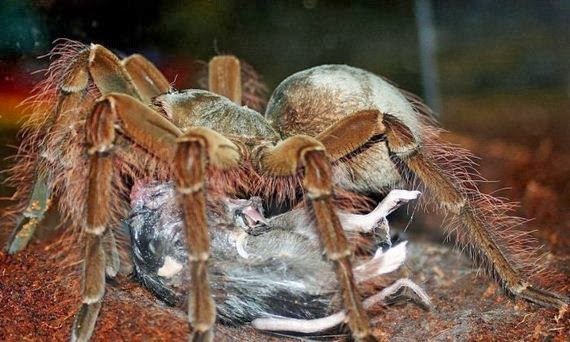 OMG! Η μεγαλύτερη αράχνη στον κόσμο... [Photos] - Φωτογραφία 10