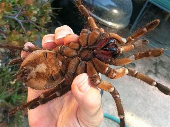 OMG! Η μεγαλύτερη αράχνη στον κόσμο... [Photos] - Φωτογραφία 11