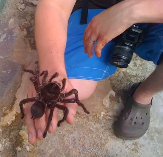 OMG! Η μεγαλύτερη αράχνη στον κόσμο... [Photos] - Φωτογραφία 12