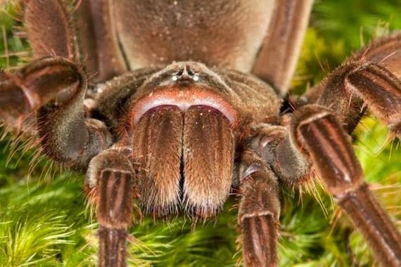 OMG! Η μεγαλύτερη αράχνη στον κόσμο... [Photos] - Φωτογραφία 2