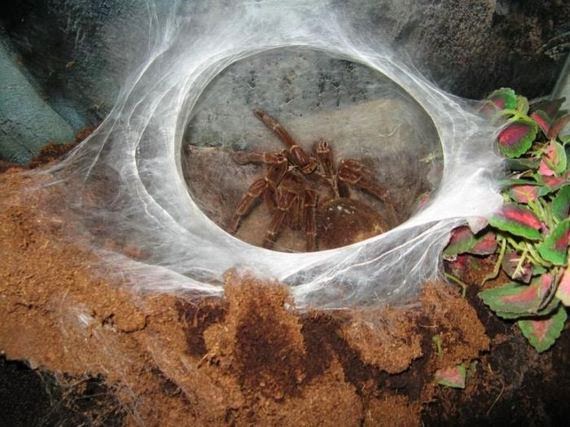 OMG! Η μεγαλύτερη αράχνη στον κόσμο... [Photos] - Φωτογραφία 3