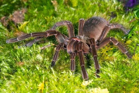 OMG! Η μεγαλύτερη αράχνη στον κόσμο... [Photos] - Φωτογραφία 4
