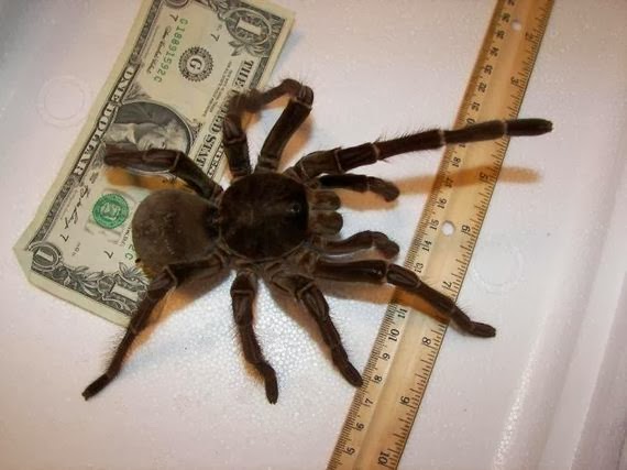 OMG! Η μεγαλύτερη αράχνη στον κόσμο... [Photos] - Φωτογραφία 5