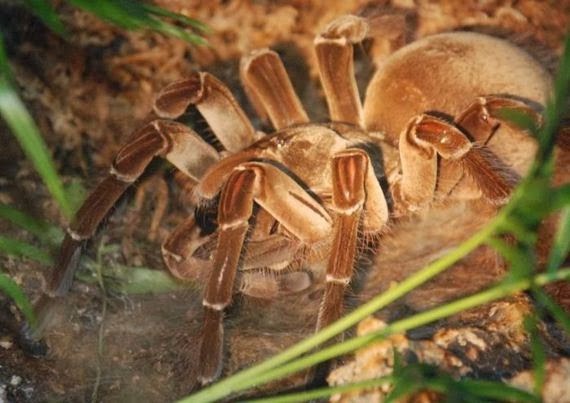 OMG! Η μεγαλύτερη αράχνη στον κόσμο... [Photos] - Φωτογραφία 6