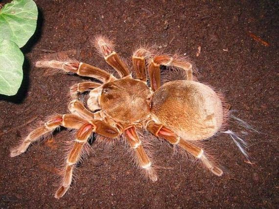 OMG! Η μεγαλύτερη αράχνη στον κόσμο... [Photos] - Φωτογραφία 7
