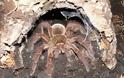 OMG! Η μεγαλύτερη αράχνη στον κόσμο... [Photos] - Φωτογραφία 13