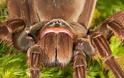 OMG! Η μεγαλύτερη αράχνη στον κόσμο... [Photos] - Φωτογραφία 2