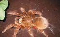 OMG! Η μεγαλύτερη αράχνη στον κόσμο... [Photos] - Φωτογραφία 7
