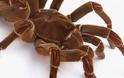 OMG! Η μεγαλύτερη αράχνη στον κόσμο... [Photos] - Φωτογραφία 8