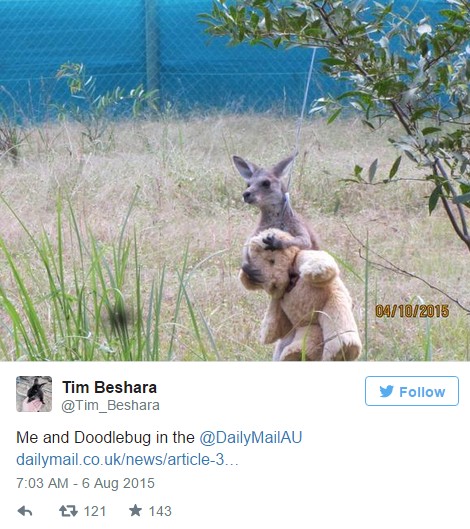 ΣΥΓΚΙΝΗΤΙΚΟ: Ορφανό καγκουρό υιοθετεί λούτρινο αρκουδάκι [photo] - Φωτογραφία 2