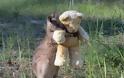 ΣΥΓΚΙΝΗΤΙΚΟ: Ορφανό καγκουρό υιοθετεί λούτρινο αρκουδάκι [photo]
