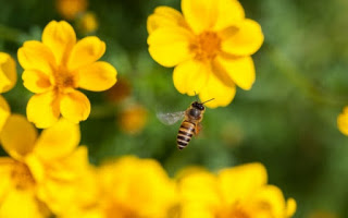 Τσίμπημα από μέλισσα: Πόσο γρήγορα πρέπει να αφαιρείται το κεντρί - Φωτογραφία 1