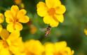 Τσίμπημα από μέλισσα: Πόσο γρήγορα πρέπει να αφαιρείται το κεντρί