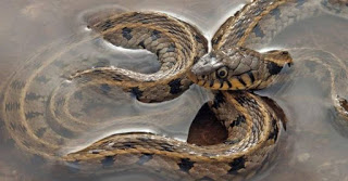 Τα φίδια της Κύπρου - Οι καλοκαιρινοί «επισκέπτες» - Φωτογραφία 1