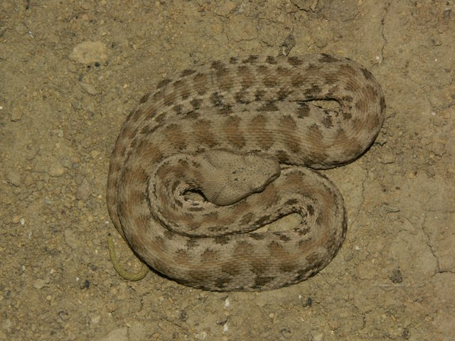Τα φίδια της Κύπρου - Οι καλοκαιρινοί «επισκέπτες» - Φωτογραφία 2