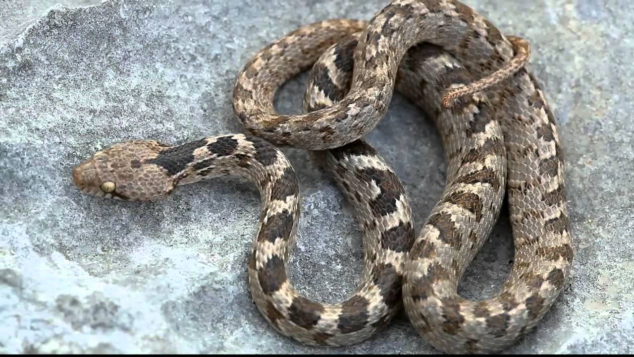 Τα φίδια της Κύπρου - Οι καλοκαιρινοί «επισκέπτες» - Φωτογραφία 3