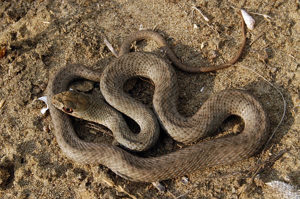 Τα φίδια της Κύπρου - Οι καλοκαιρινοί «επισκέπτες» - Φωτογραφία 4