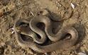 Τα φίδια της Κύπρου - Οι καλοκαιρινοί «επισκέπτες» - Φωτογραφία 4
