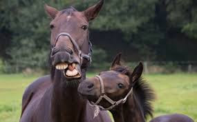 Τα άλογα και οι άνθρωποι έχουν κοινές εκφράσεις προσώπου - Φωτογραφία 1