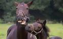 Τα άλογα και οι άνθρωποι έχουν κοινές εκφράσεις προσώπου