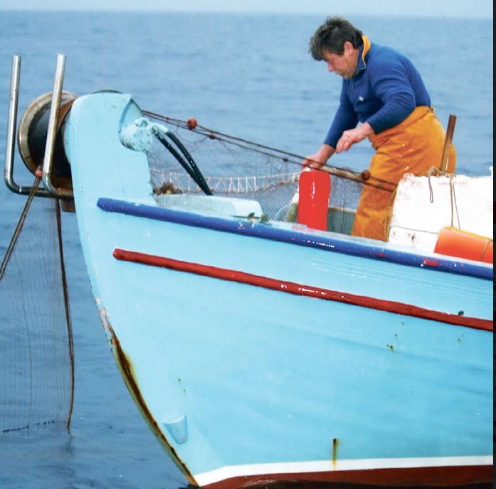 Πλημμύρισε μπλε καβούρια το Β. Αιγαίο - Φωτογραφία 2