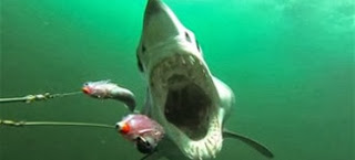 Το βίντεο-εφιάλτης που έγινε viral - Καρέ καρέ πώς είναι να σε κυνηγά και να σε τρώει καρχαρίας [video] - Φωτογραφία 1