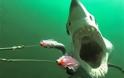 Το βίντεο-εφιάλτης που έγινε viral - Καρέ καρέ πώς είναι να σε κυνηγά και να σε τρώει καρχαρίας [video]