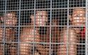 Οι 10 πιο σκληροπυρηνικές φυλακές του κόσμου - Όταν ο σωφρονισμός «πνίγεται» στη βία... [photos] - Φωτογραφία 5