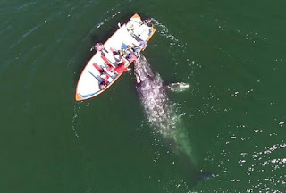 Ήλπιζαν να συναντήσουν μια φάλαινα, αλλά να ζήσουν κάτι ΤΕΤΟΙΟ ούτε στα πιο τρελά όνειρα τους... [video] - Φωτογραφία 1