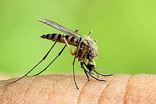 ΠΟΙΟΥΣ τσιμπούν τα κουνούπια; Οι επιστήμονες απαντούν και συμβουλεύουν... - Φωτογραφία 1