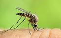 ΠΟΙΟΥΣ τσιμπούν τα κουνούπια; Οι επιστήμονες απαντούν και συμβουλεύουν...