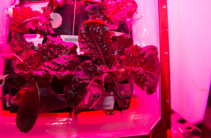 Την πρώτη διαστημική… σαλάτα γεύθηκαν αστροναύτες! [photos] - Φωτογραφία 4