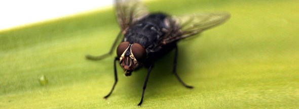 Πώς να απαλλαγείτε από μύγες και κουνούπια με φυσικό τρόπο... photos] - Φωτογραφία 2