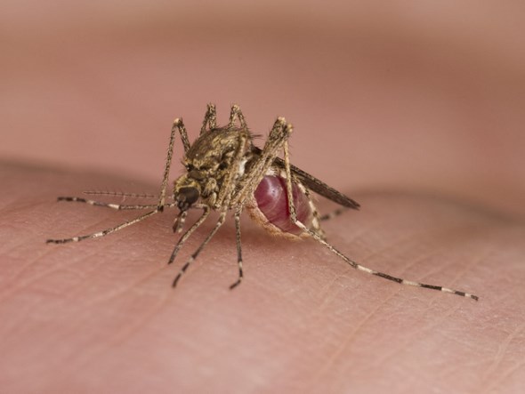 Πώς να απαλλαγείτε από μύγες και κουνούπια με φυσικό τρόπο... photos] - Φωτογραφία 4