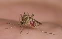 Πώς να απαλλαγείτε από μύγες και κουνούπια με φυσικό τρόπο... photos] - Φωτογραφία 4