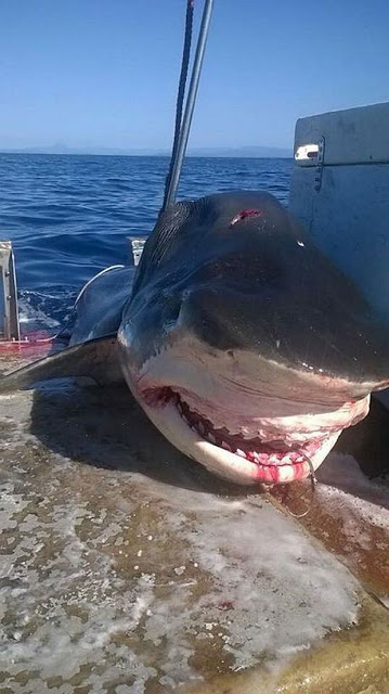 Τι έκανε ο άνθρωπος; Ψαράς σκότωσε καρχαρία - τίγρη εξίμισι μέτρων [photo] - Φωτογραφία 2