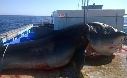 Τι έκανε ο άνθρωπος; Ψαράς σκότωσε καρχαρία - τίγρη εξίμισι μέτρων [photo] - Φωτογραφία 3