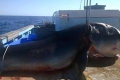 Τι έκανε ο άνθρωπος; Ψαράς σκότωσε καρχαρία - τίγρη εξίμισι μέτρων [photo]