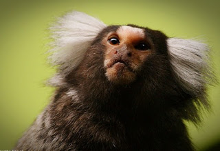 Δεν πάει καλά ο κόσμος - Άγνωστοι έκλεψαν τρία σπάνια πιθηκάκια τσέπης από τον ζωολογικό κήπο του Ντόρτμουντ - Φωτογραφία 1