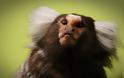 Δεν πάει καλά ο κόσμος - Άγνωστοι έκλεψαν τρία σπάνια πιθηκάκια τσέπης από τον ζωολογικό κήπο του Ντόρτμουντ