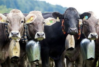 Το είδαμε κι αυτό - Αφαίρεση κουδουνιών από αγελάδες με δικαστική απόφαση, λόγω ηχορύπανσης - Φωτογραφία 1